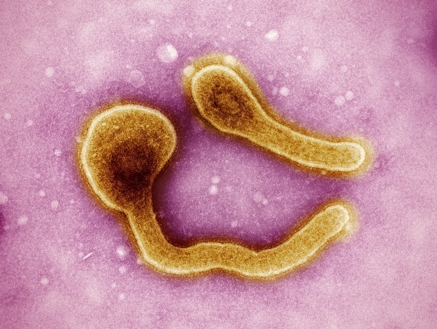 Photo Gut bacteria