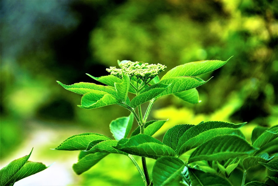 herbal therapy safety