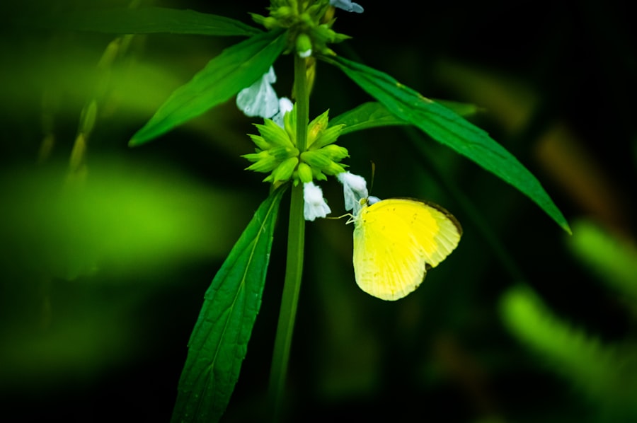 Photo herbal therapy safety